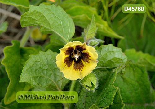 Clammy Ground-cherry (Physalis heterophylla)